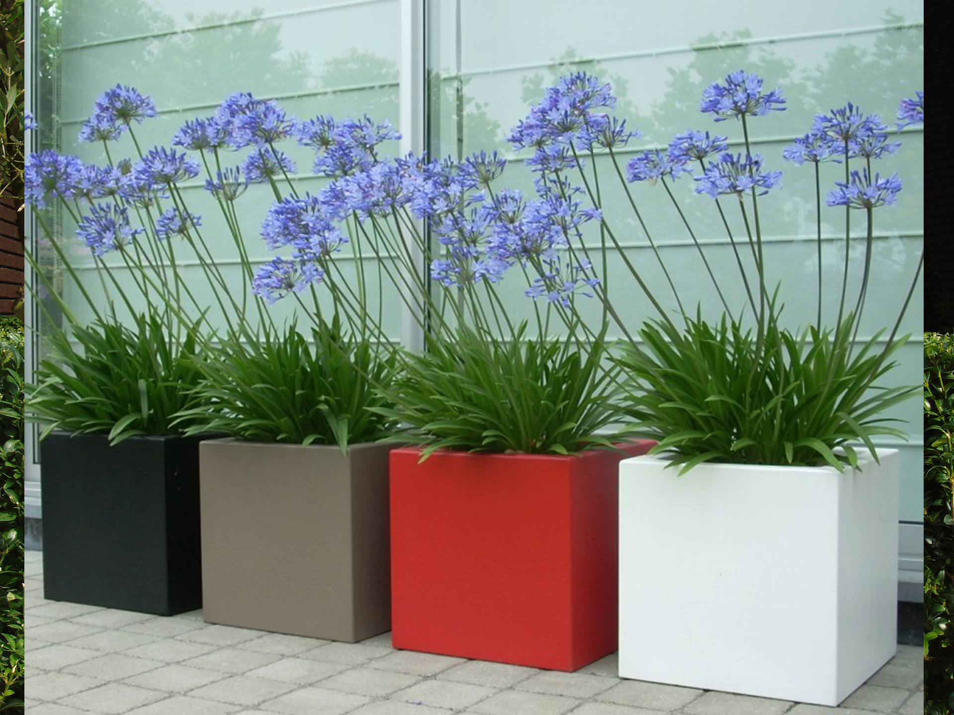 uitbreiden Mam zuur Adezz // "Buxus" polyester plantenbak 80x80x60 cm kopen // Aanbieding!